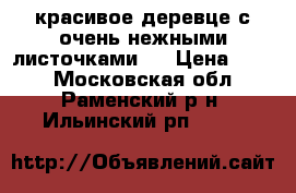 красивое деревце с очень нежными листочками . › Цена ­ 300 - Московская обл., Раменский р-н, Ильинский рп  »    